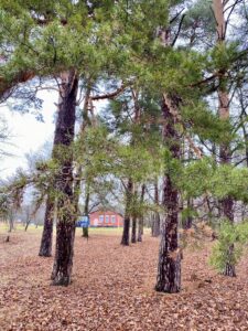 «Корень жизни»: почему мы возвращаемся к истокам?